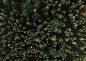 reforestación Biolitoral